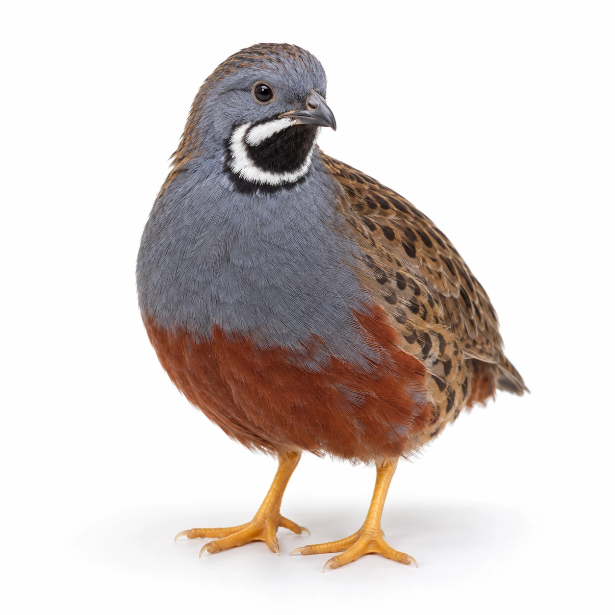 ヒメウズラの代表画像